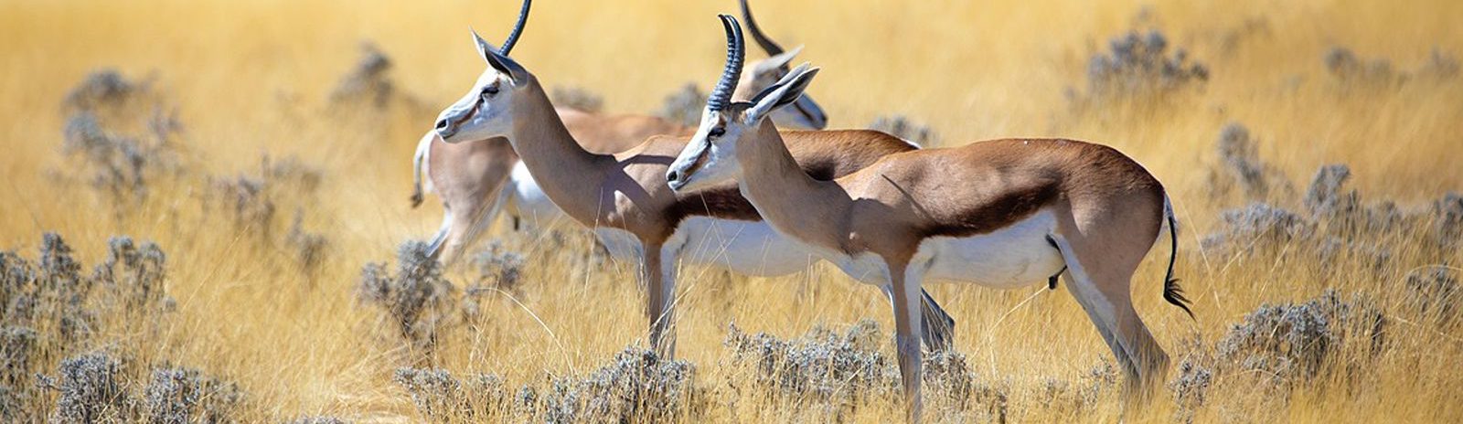 Rondreis-Namibie-Etosha-National-Park-antilopes-op-een-gele-grasvlakte-aspect-ratio-1512-438