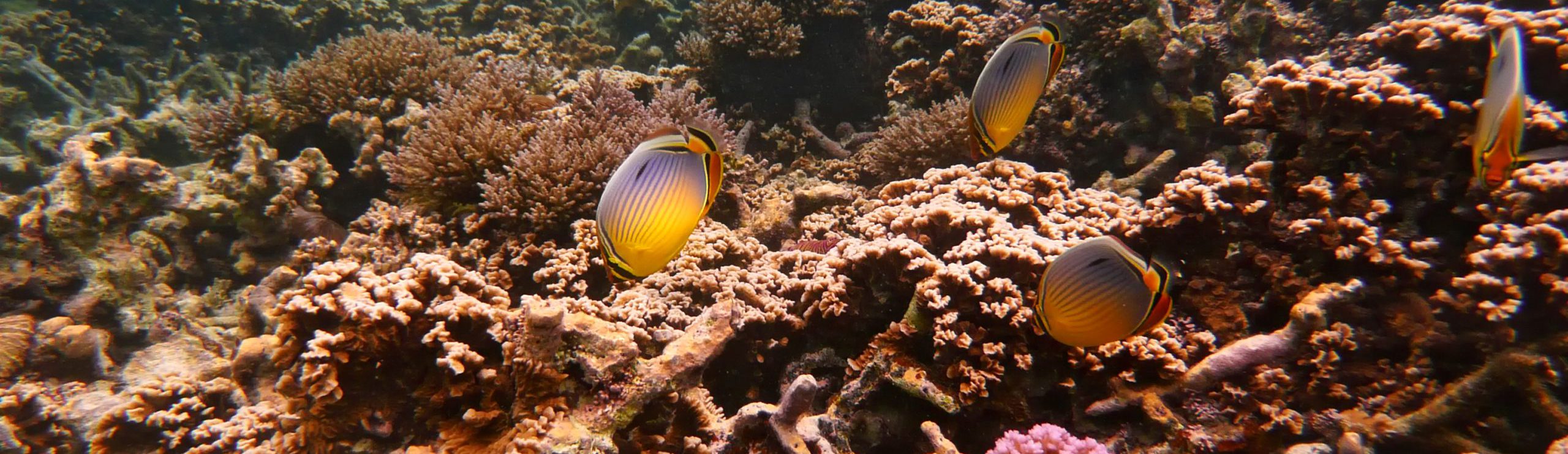 Rondreis Mauritius, vissen in het water, banner
