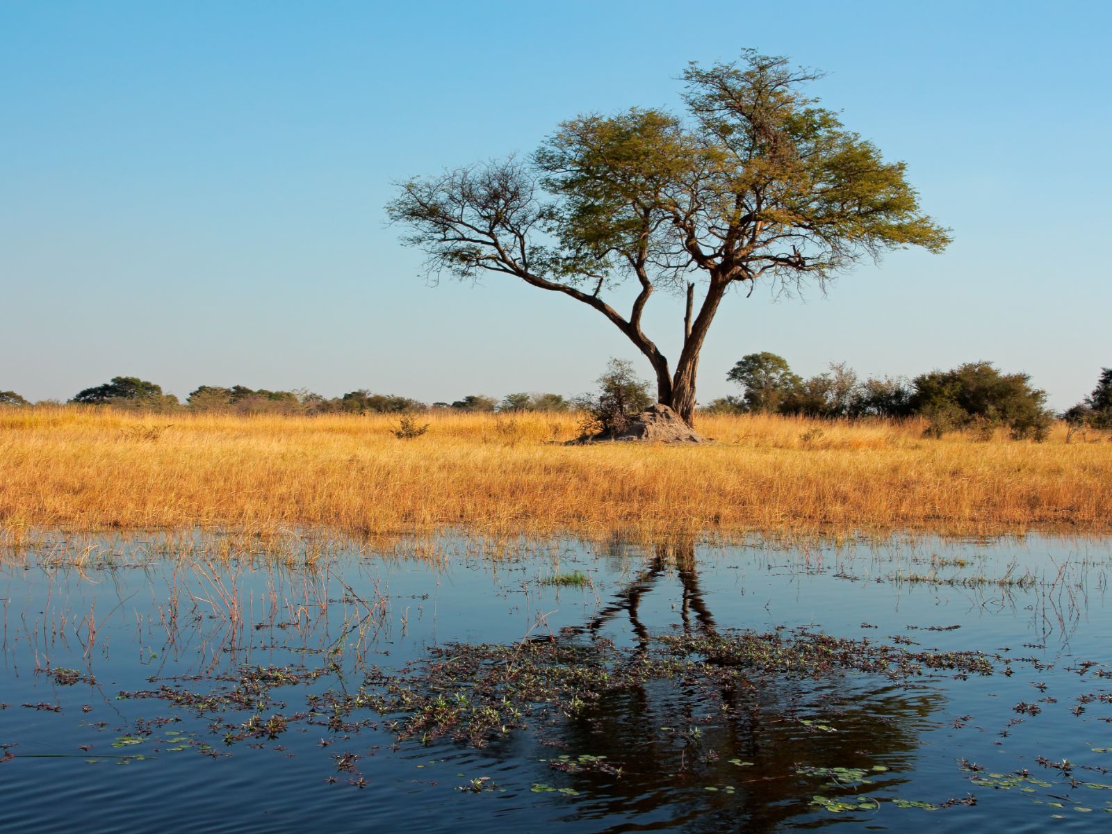 Rondreis Namibië, Caprivi Strip, boom weerspiegeling in het water