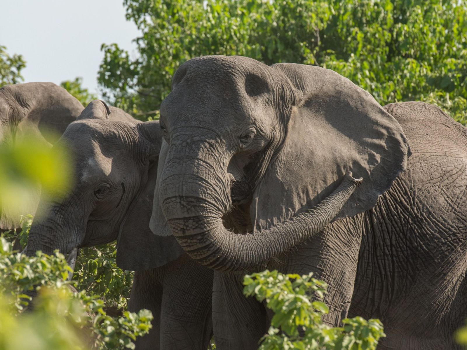 Rondreis Namibië, Caprivi Strip, excursie gamedrive olifanten