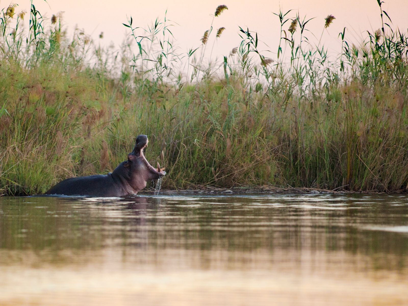 Rondreis Namibië, Caprivi Strip, rivier met nijlpaard