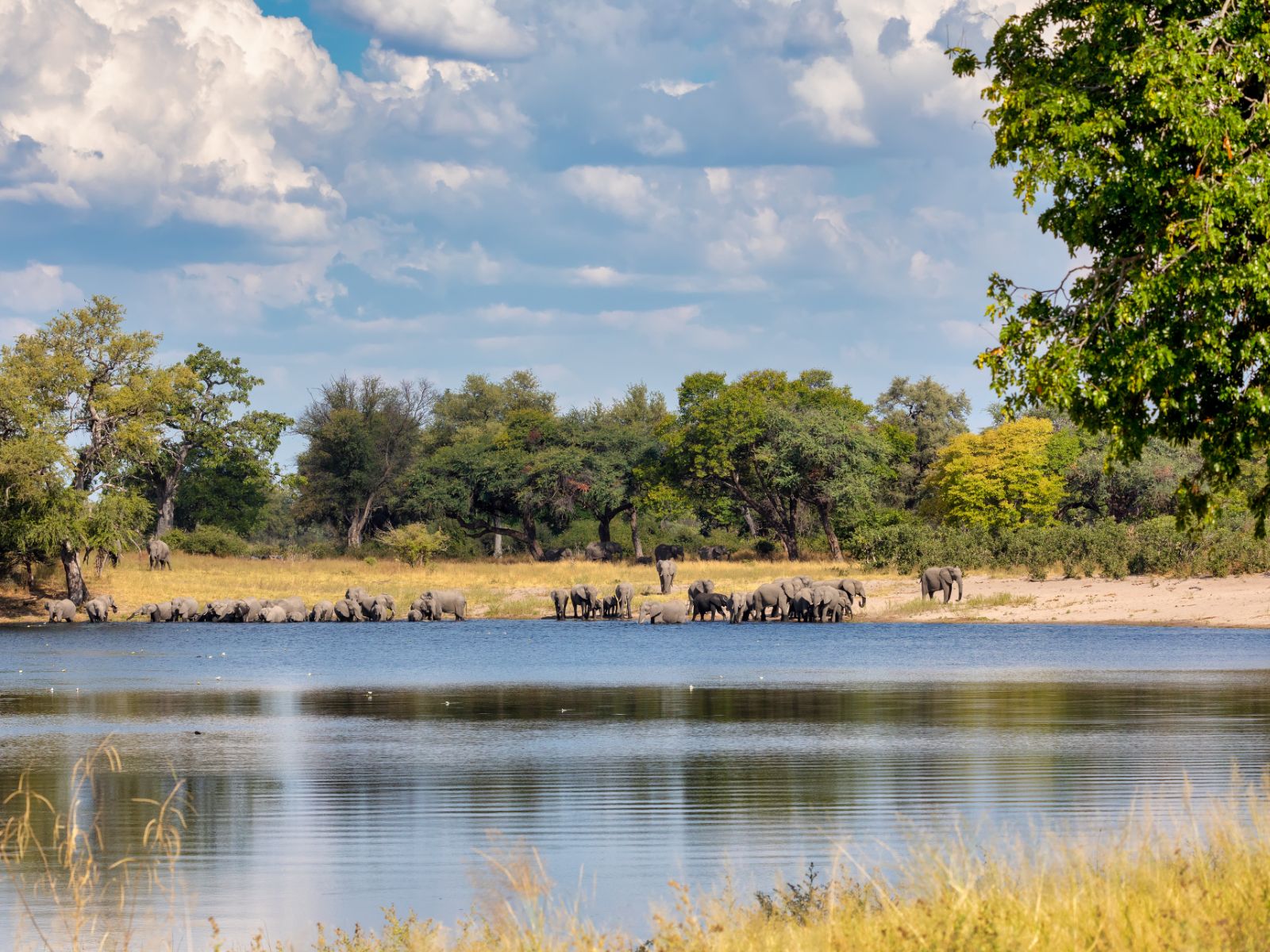 Rondreis Namibië, Caprivi Strip, rivier met olifanten