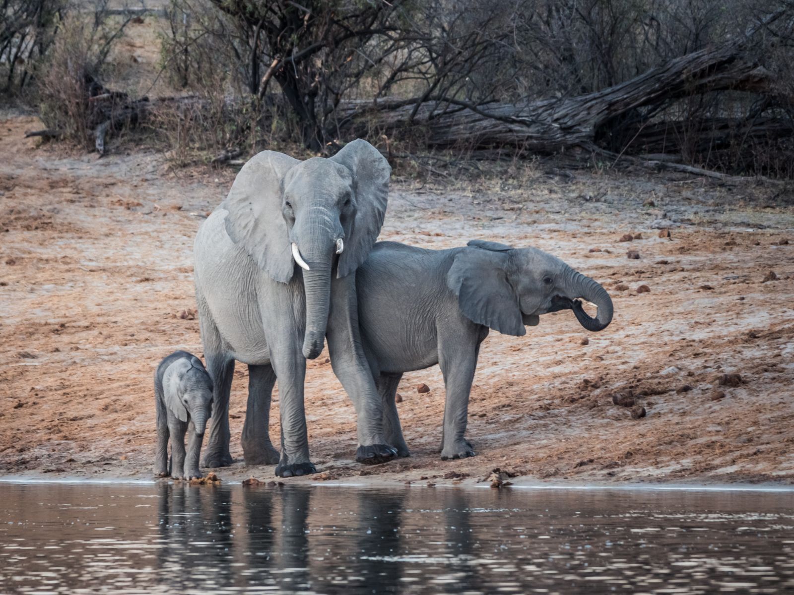 Rondreis Namibië, Divundu, Excursie Bwabwata gamedrive, olifanten in Bwabwata National Park