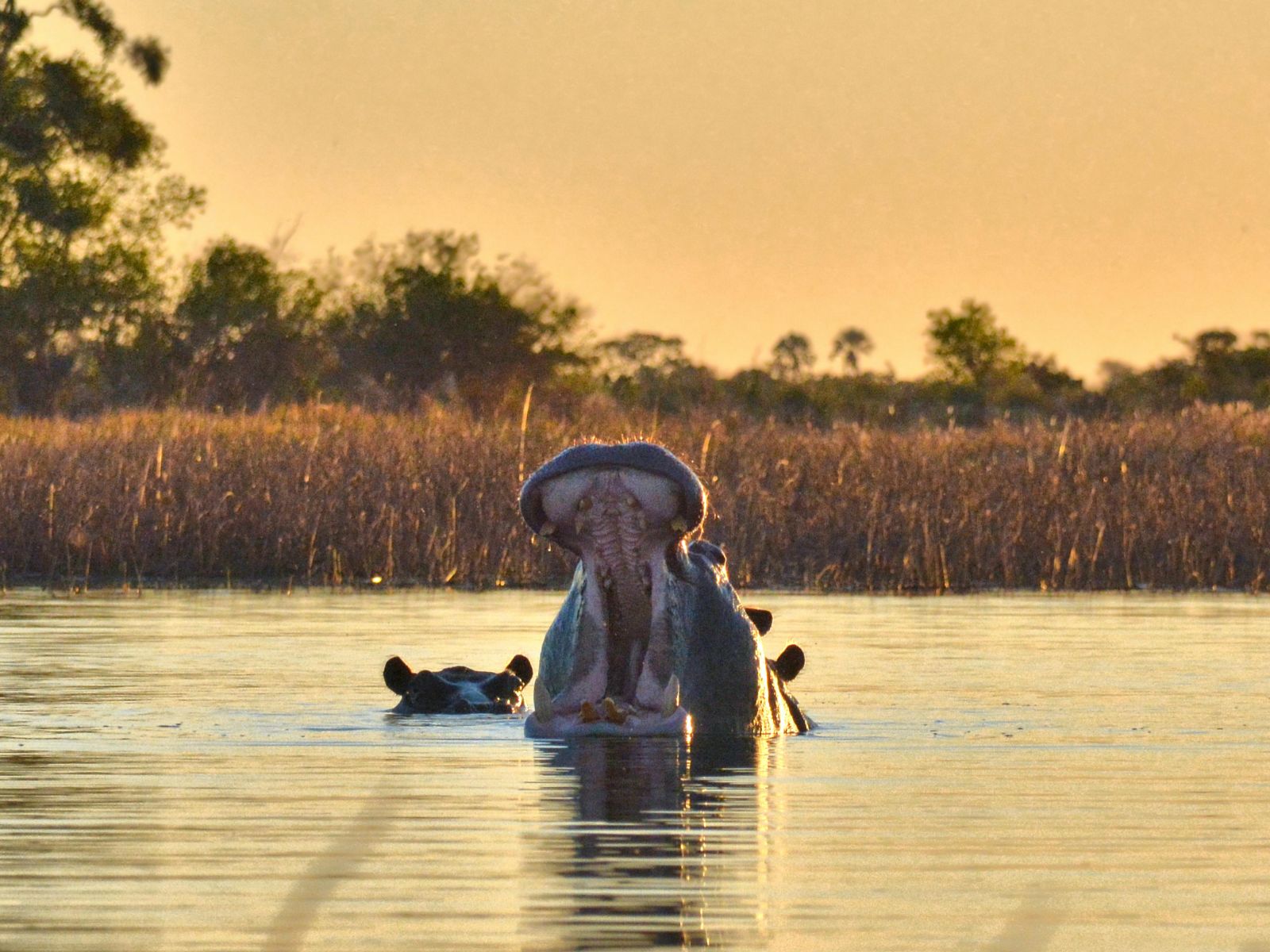 Rondreis Namibië, Divundu, Excursie Sundowner Boat Cruise, boot bij zonsondergang