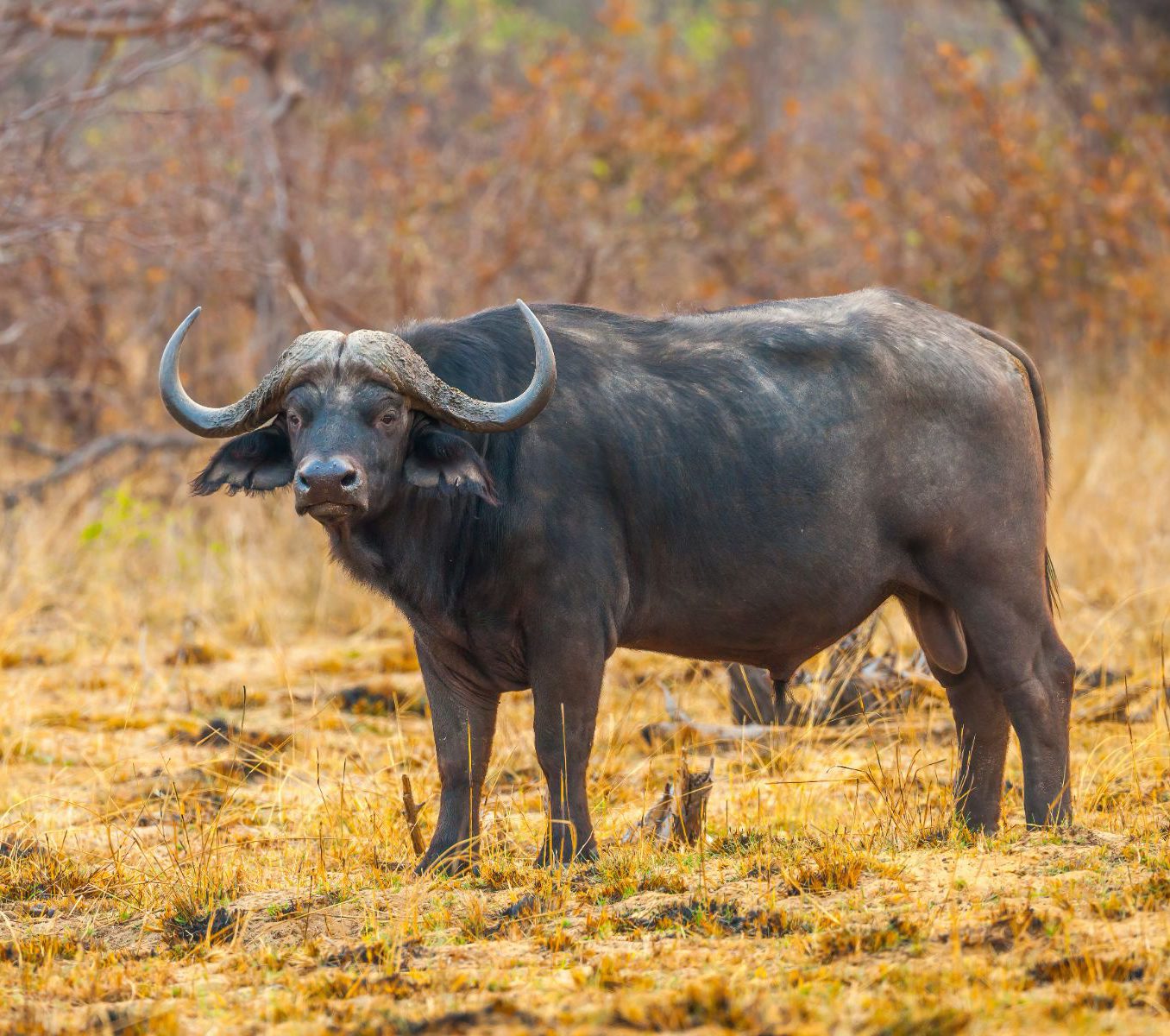 Rondreis Namibië, Divundu, excursie Bwabwata game drive, Kaapse buffel