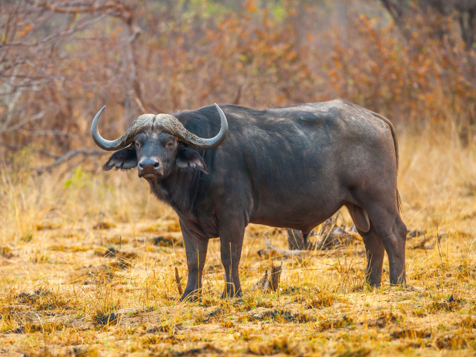 Rondreis Namibië, Divundu, excursie Bwabwata game drive, Kaapse buffel