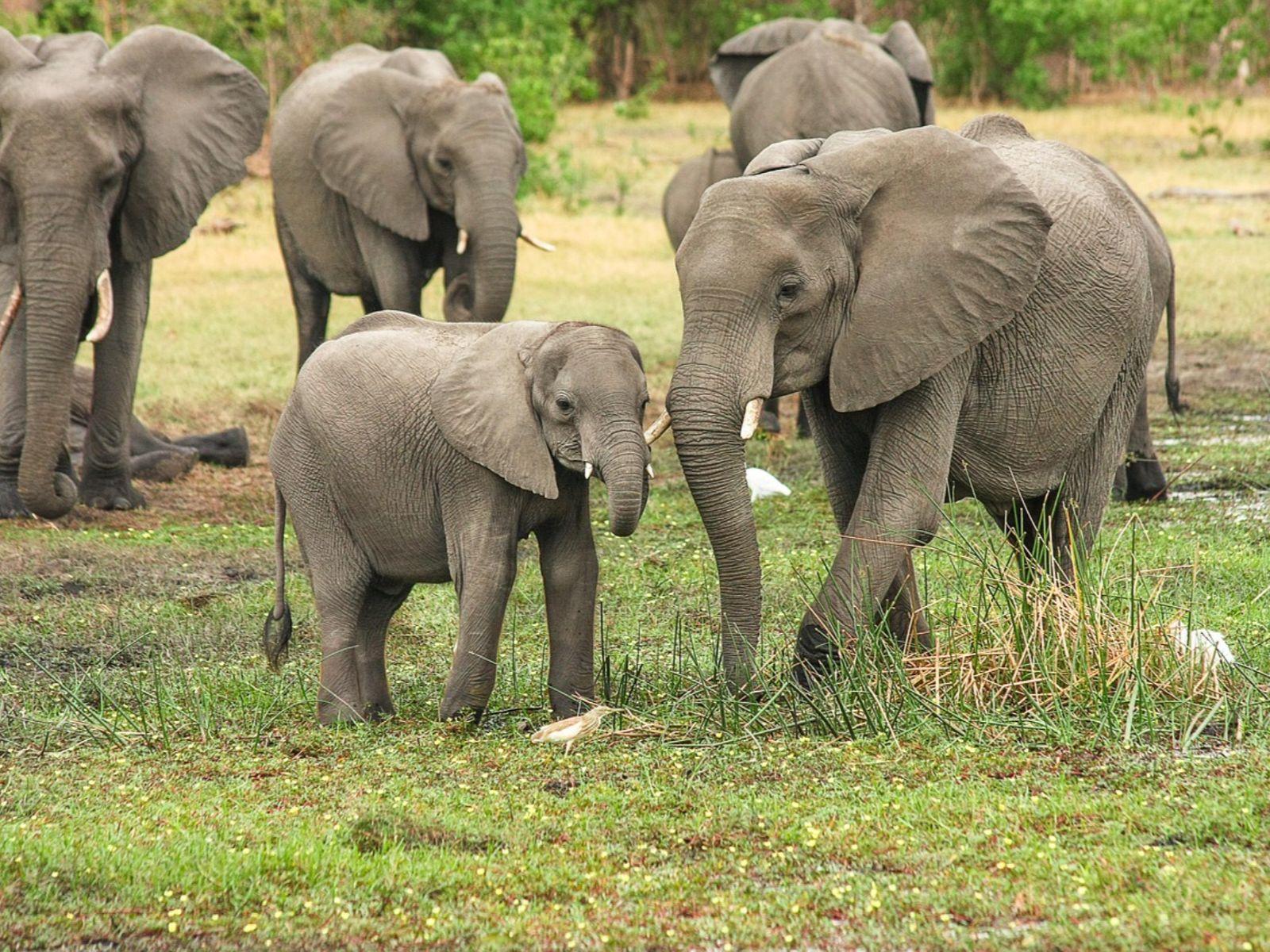 Rondreis Namibië, Divundu, excursie Bwabwata game drive, olifanten