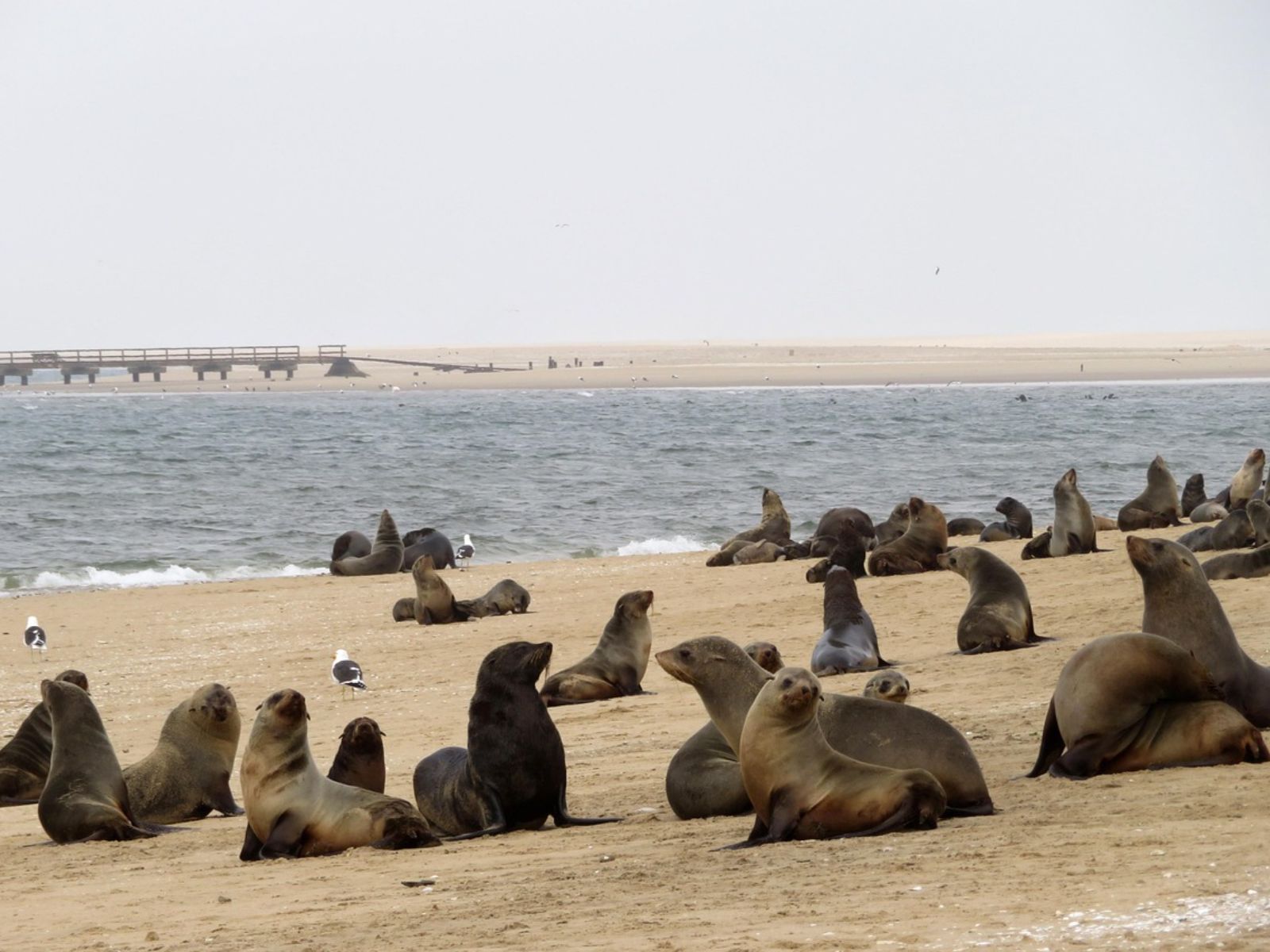 Rondreis Namibië, Swakopmund, excursie Dagtour Pelican Point, zeeleeuwen op het strand
