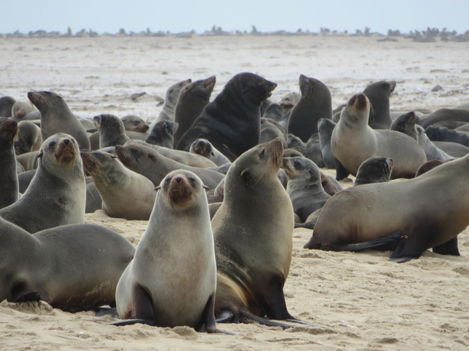 Rondreis Namibië, Swakopmund, excursie Dagtour Pelican Point, zeeleeuwen