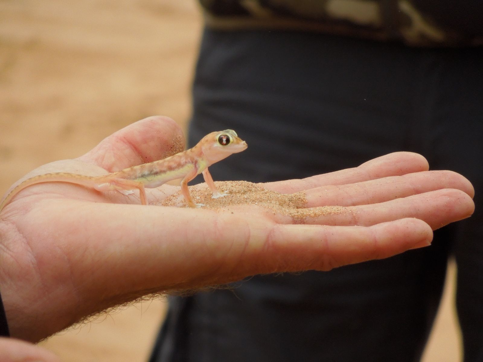 Rondreis Namibië, Swakopmund, excursie living desert tour, Namib dune gecko op de hand