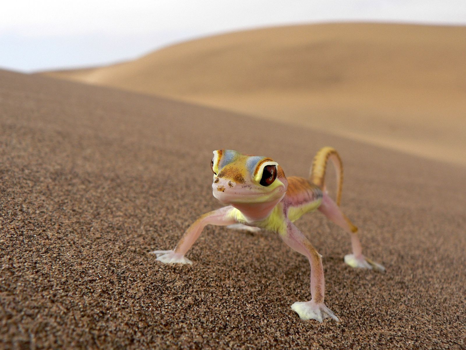 Rondreis Namibië, Swakopmund, excursie living desert tour, Namib dune gecko