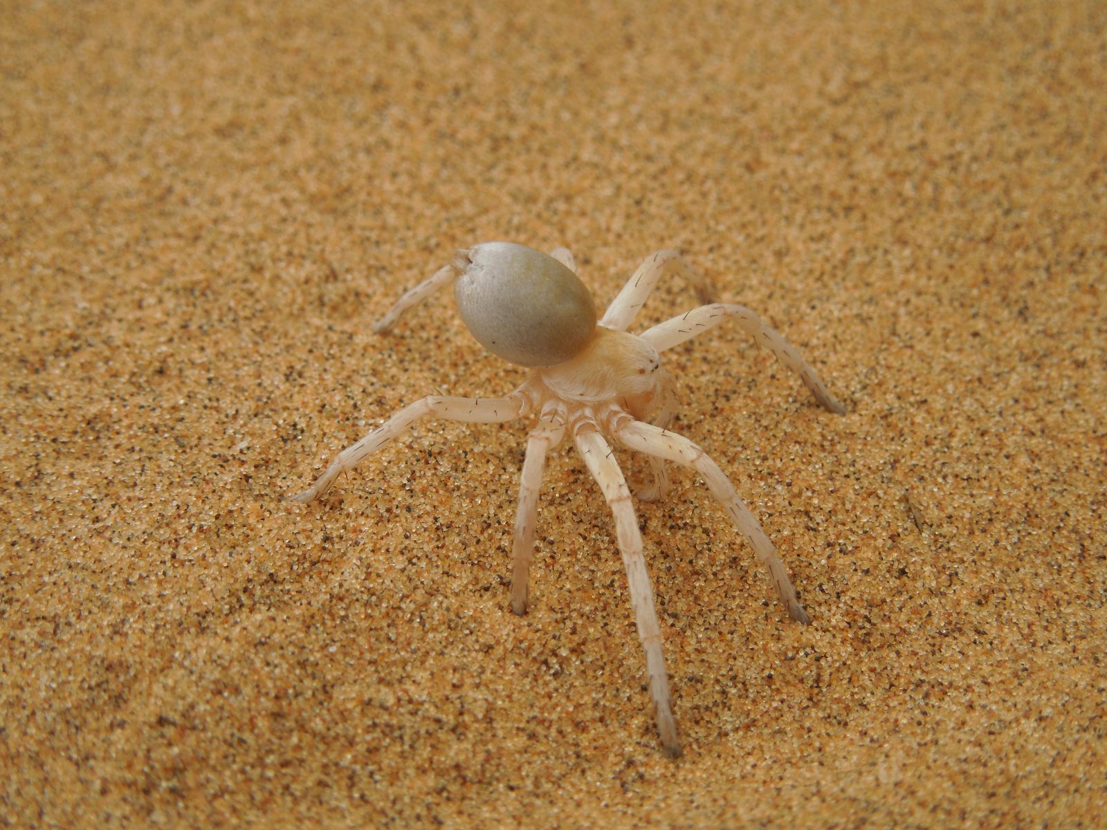 Rondreis Namibië, Swakopmund, excursie living desert tour, dansende witte dame spin