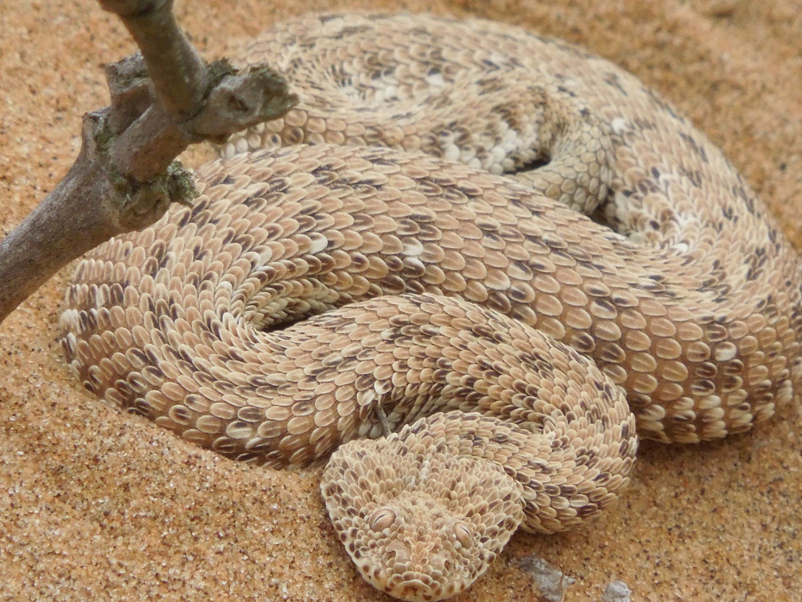 Rondreis Namibië, Swakopmund, excursie living desert tour, dwergpofadder