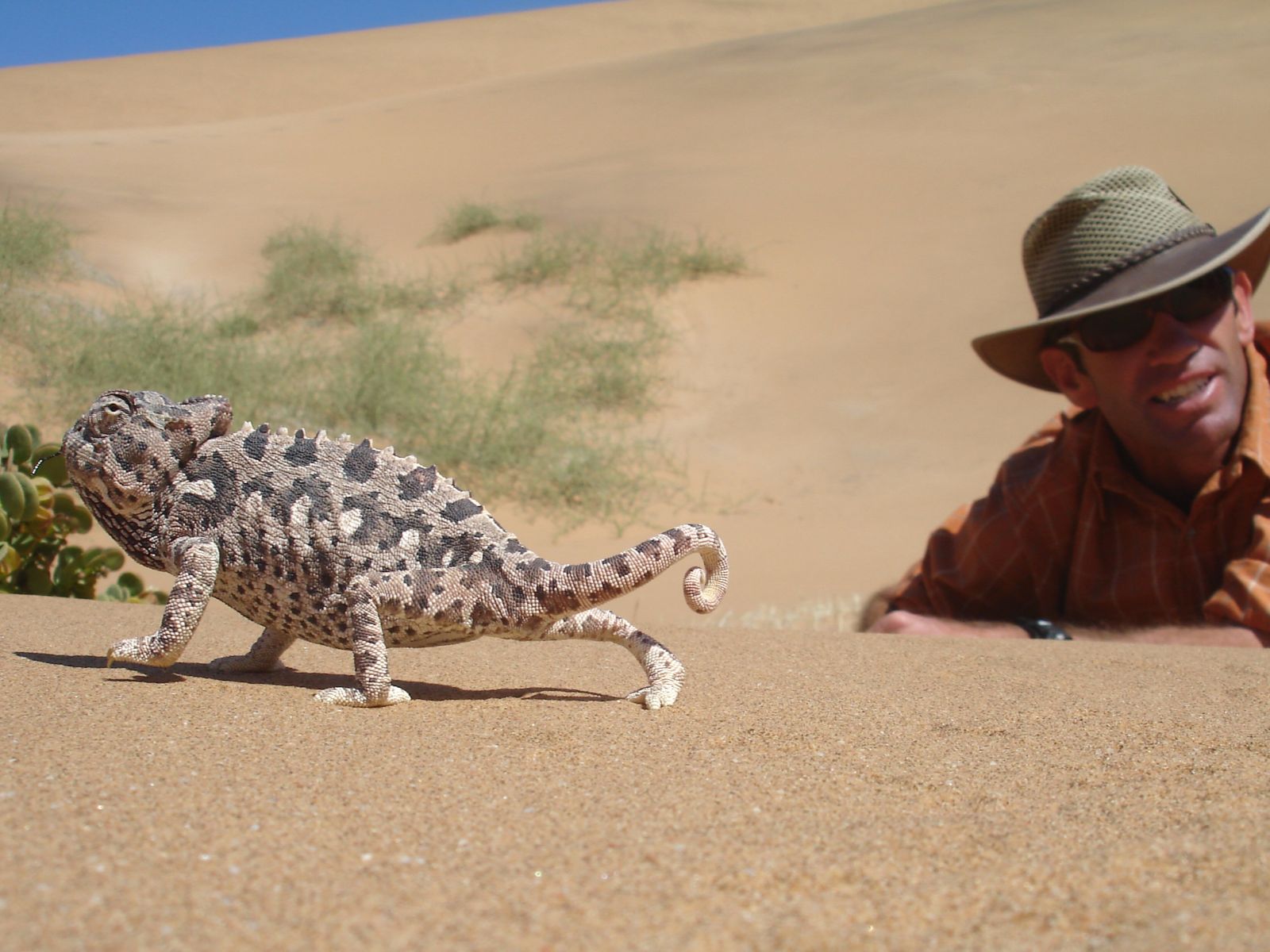 Rondreis Namibië, Swakopmund, excursie living desert tour, kameleon met gids
