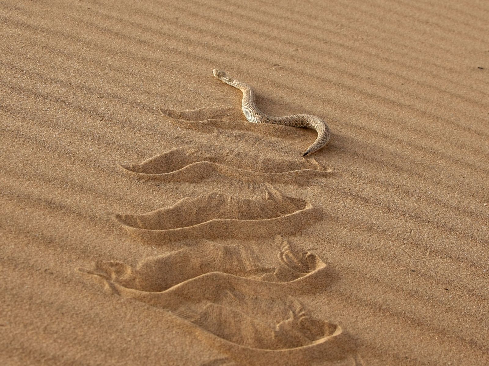 Rondreis Namibië, Swakopmund, excursie living desert tour, sporen slang in zand