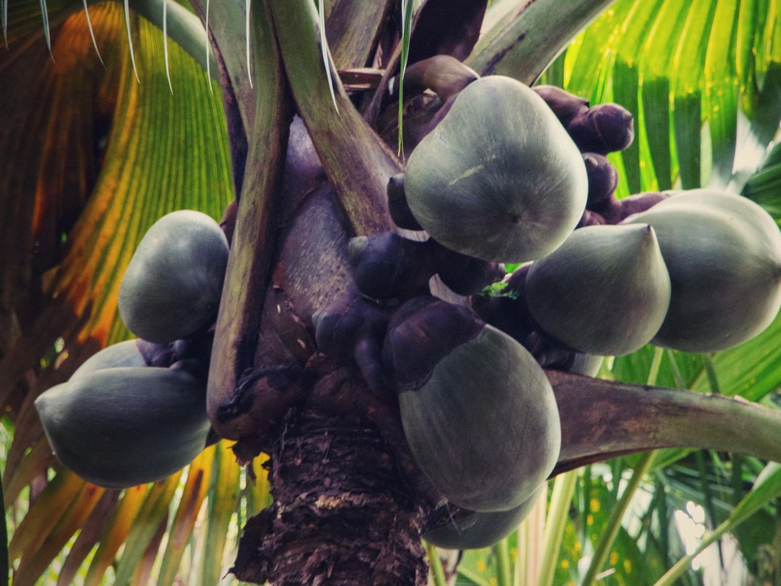 Rondreis Seychellen, Praslin, excursie Vallee de Mai and Anse Lazio, coco de mer palmboom