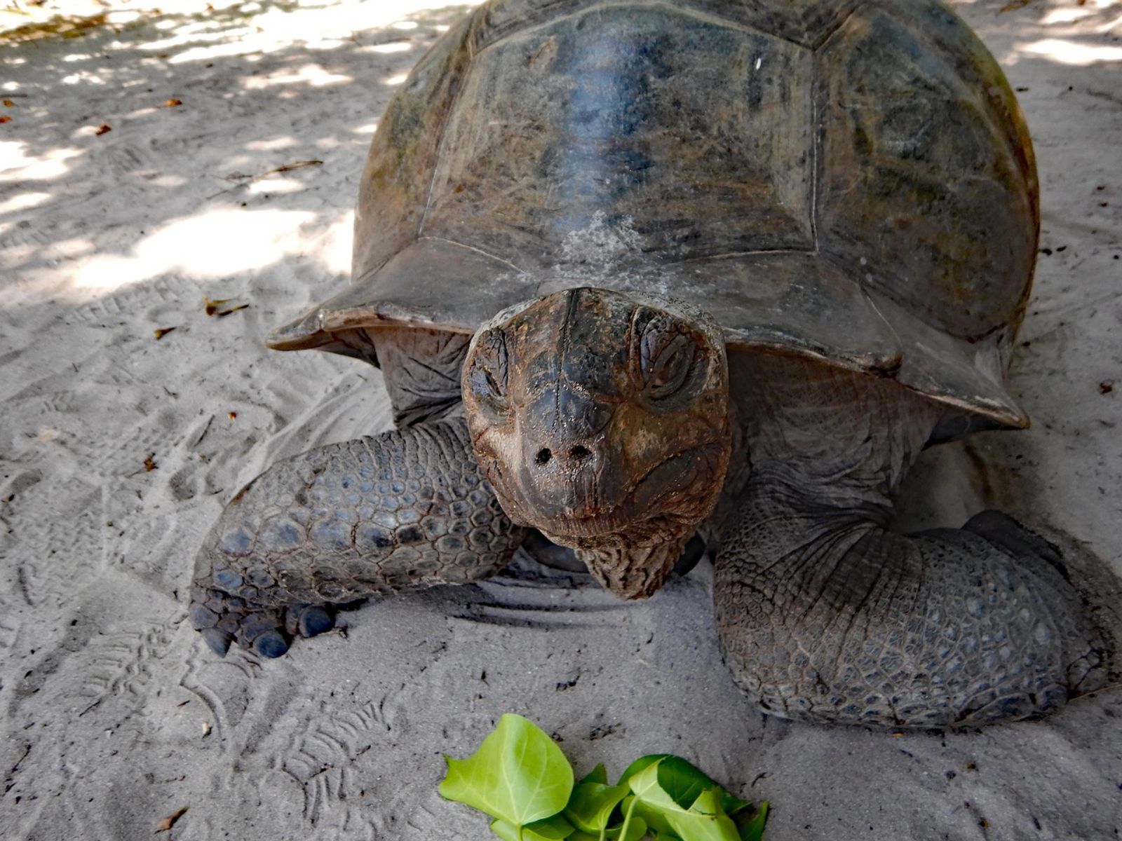 Rondreis Seychellen, Praslin, excursie eilandhoppen Cousin Curieuse St Pierre, Curieuse eiland zeeschildpad