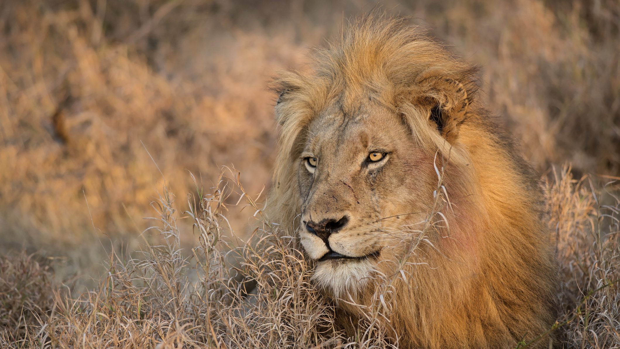 Morning Lion, Balule Reserve, South Africa