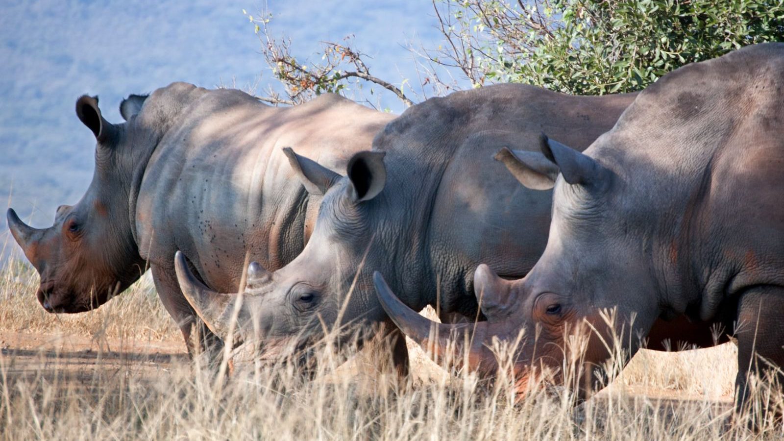 Rondreis Zuid-Afrika, Hluhluwe, Groep Neushoorns