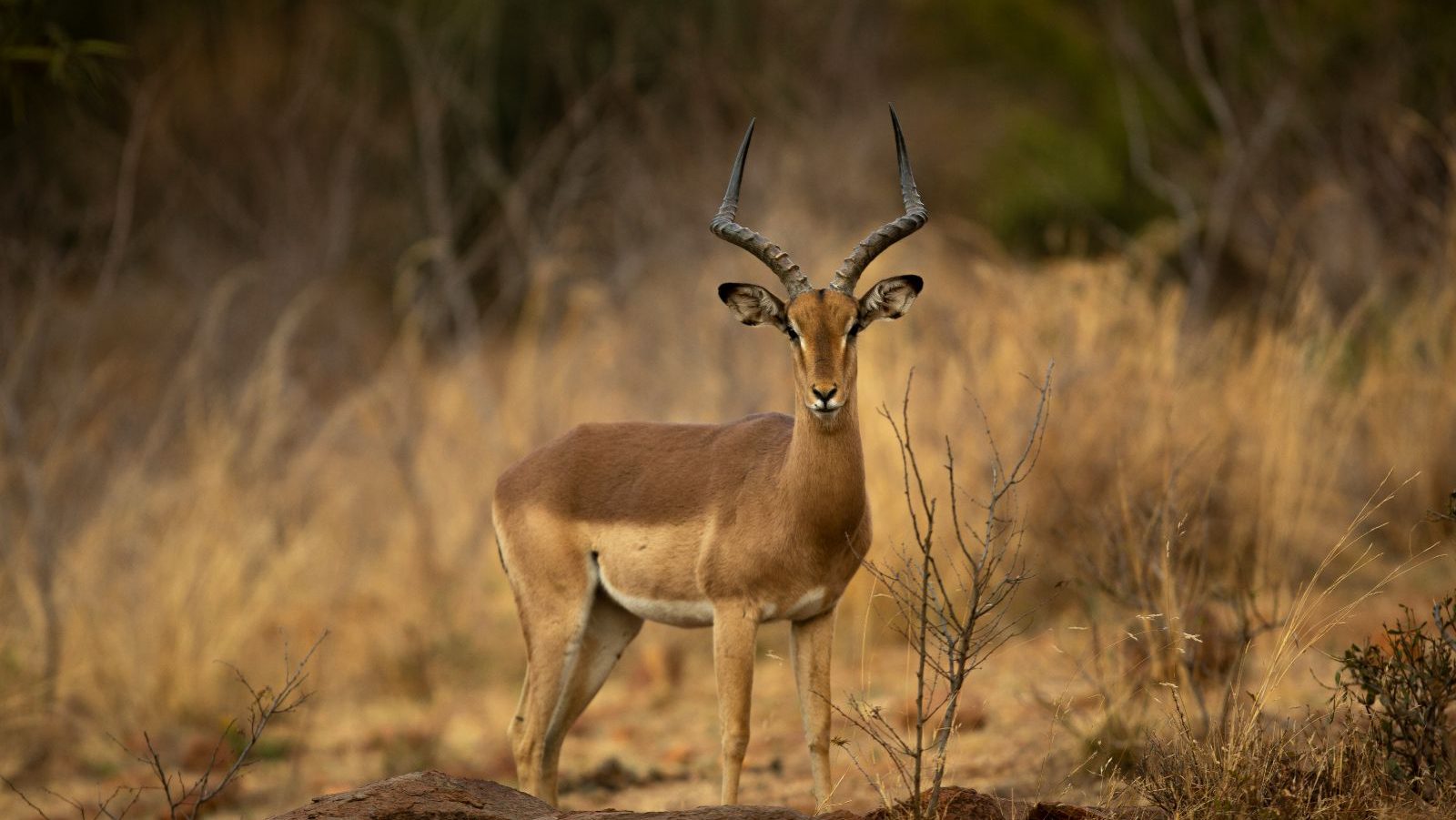 Rondreis Zuid-Afrika, Hoedspruit, excursie Non Big 5 Bush Walk, gazelle