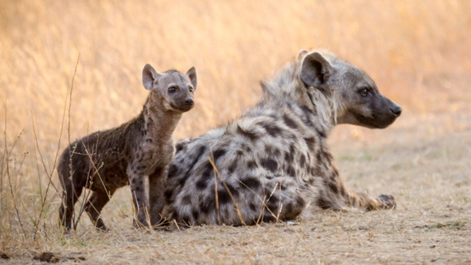 Rondreis Zuid-Afrika, Kruger National Park, Hyena's