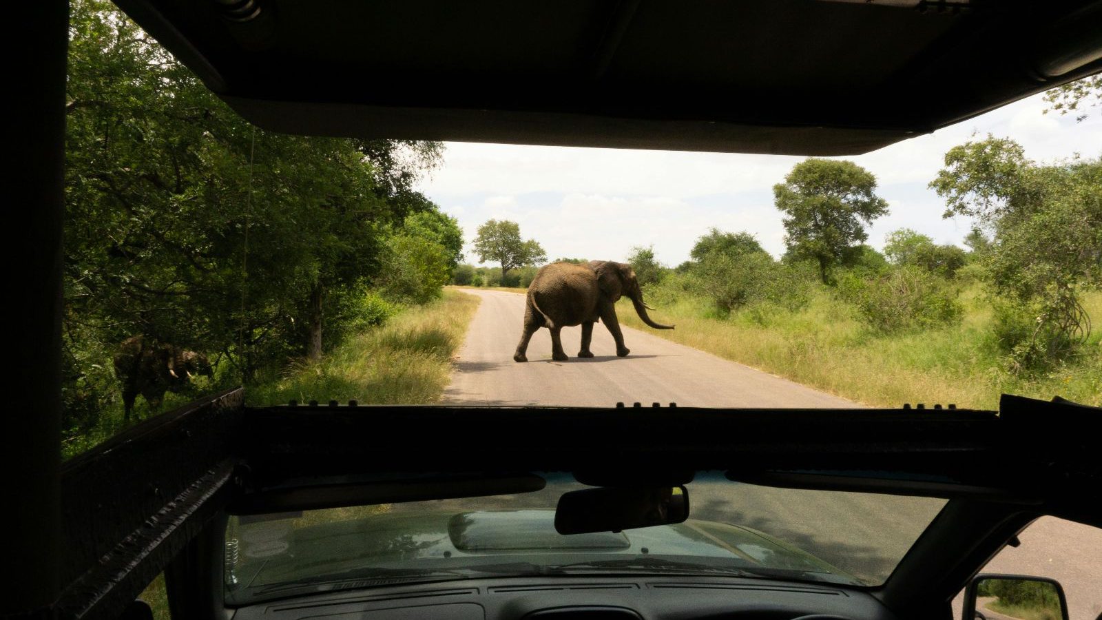 Rondreis Zuid-Afrika, Kruger National Park, excursie Sunrise-Sunset Game Drive, oliefant gespot vanuit auto