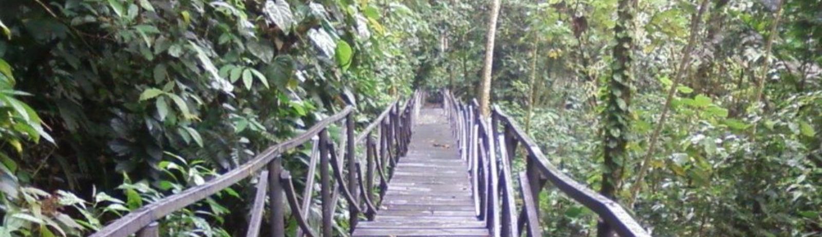 Rondreis Colombia, San Gil. excursie op ontdekkingstocht in de grotten bij San Gil, bomen van onderaf, Pinchote brug