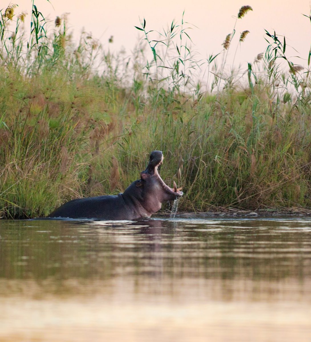 Rondreis Namibië, Caprivi Strip, rivier met nijlpaard Rondreis Namibië, Caprivi Strip, rivier met nijlpaard