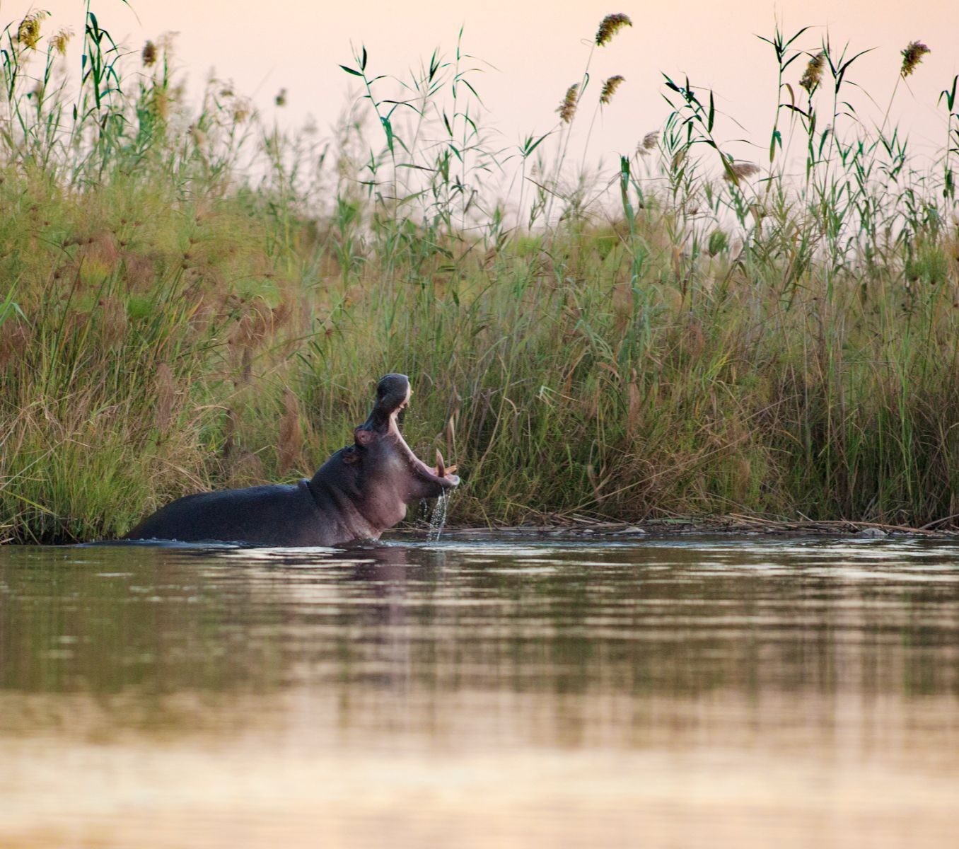 Rondreis Namibië, Caprivi Strip, rivier met nijlpaard