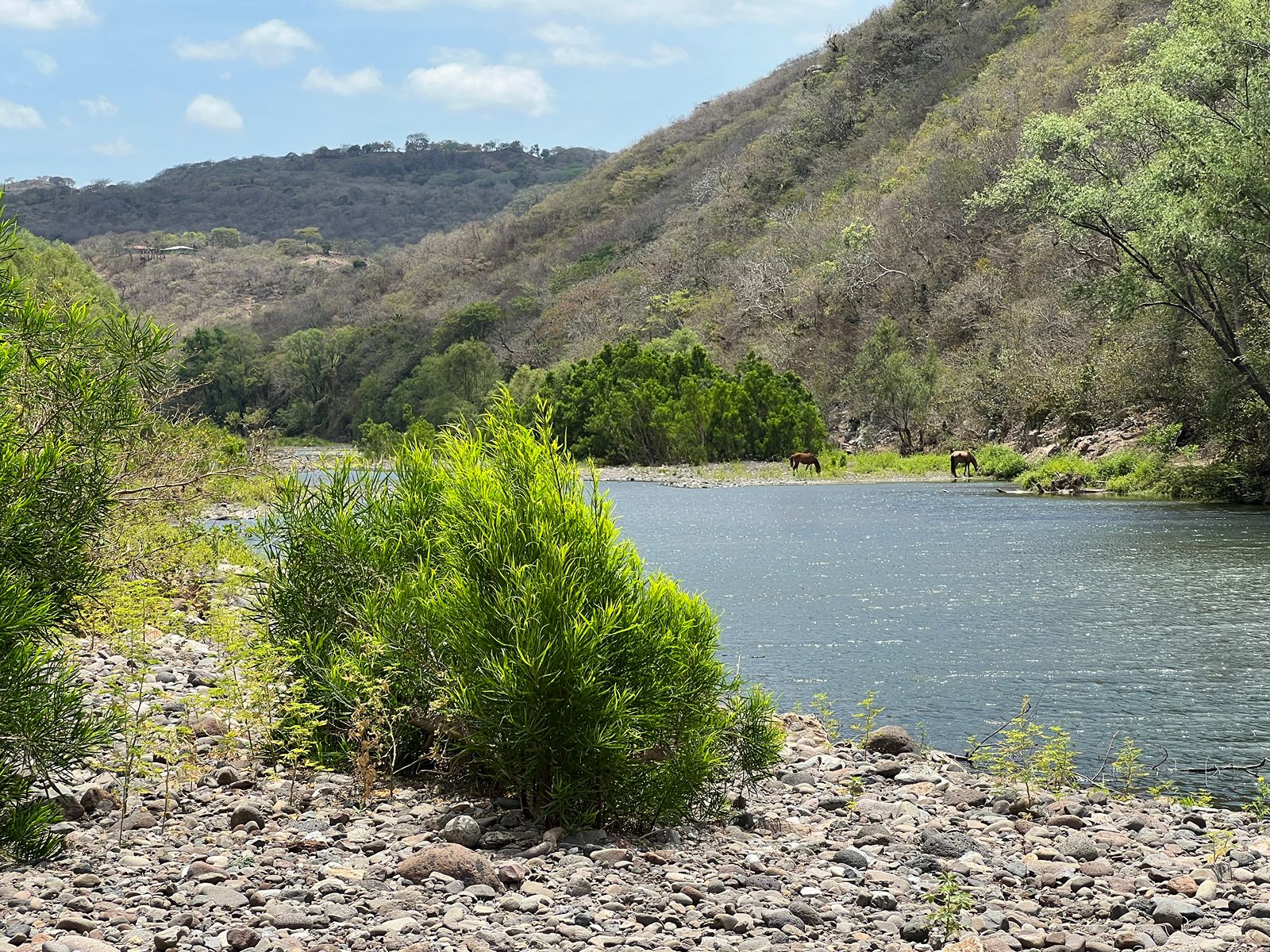 Rondreis Nicaragua, Madriz, excursie Somoto Canyon, paarden langs rivier