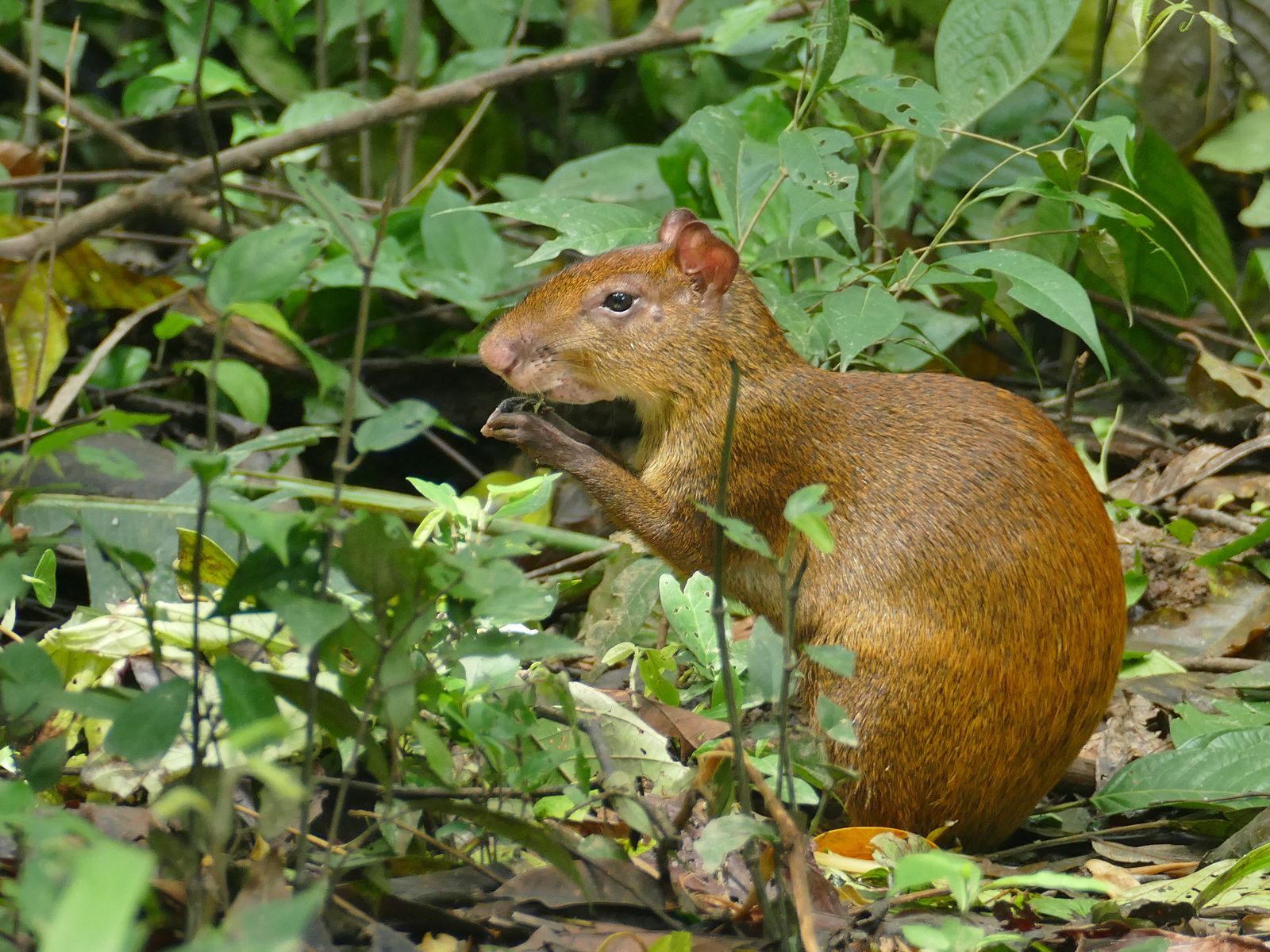 Rondreis Nicaragua, Matagalpa, excursie Ontdek Cerro El Arenal, agouti