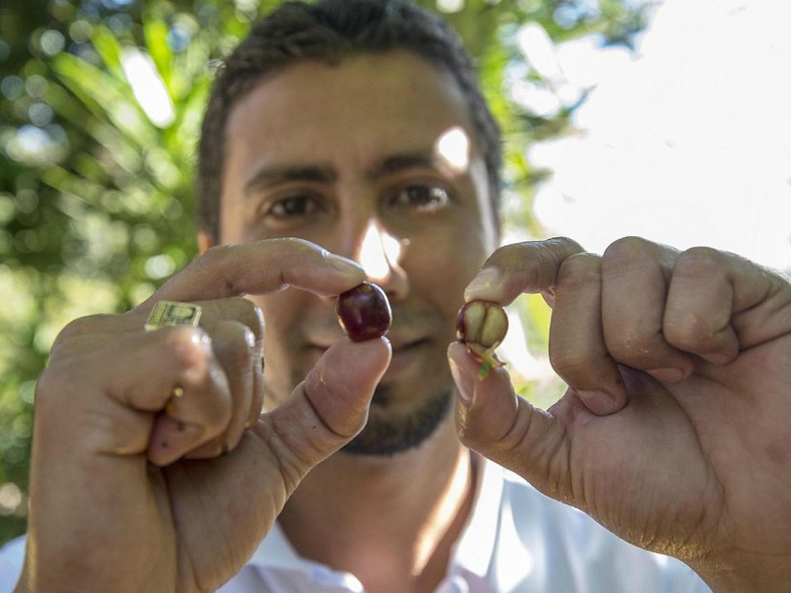 Rondreis Nicaragua, Matagalpa, excursie duurzame boerderijtour Aguas del Arenal, gids toont koffieboon