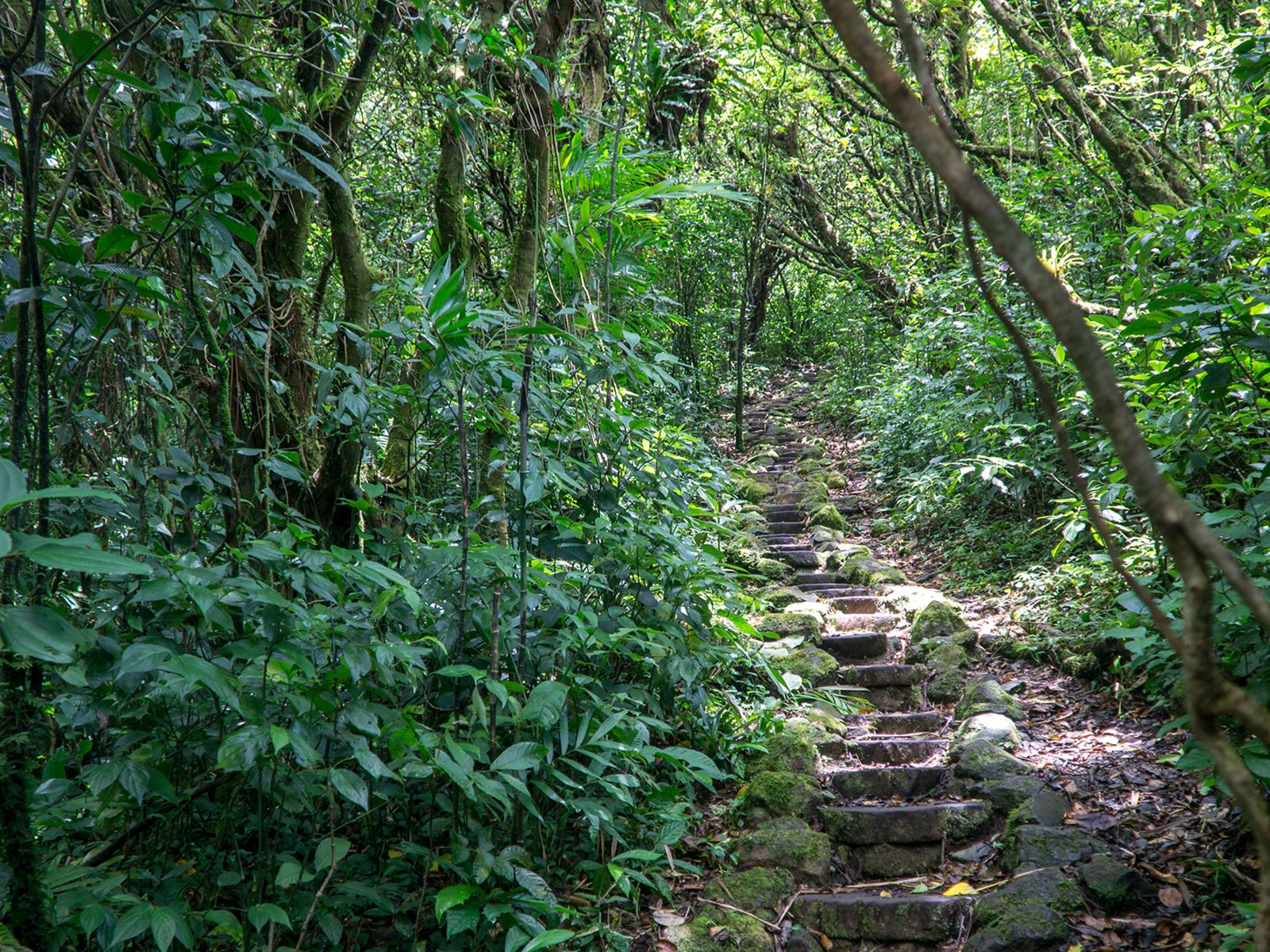 Rondreis Nicaragua, Mombacho vulkaan, excursie Hike de Puma trail, klim