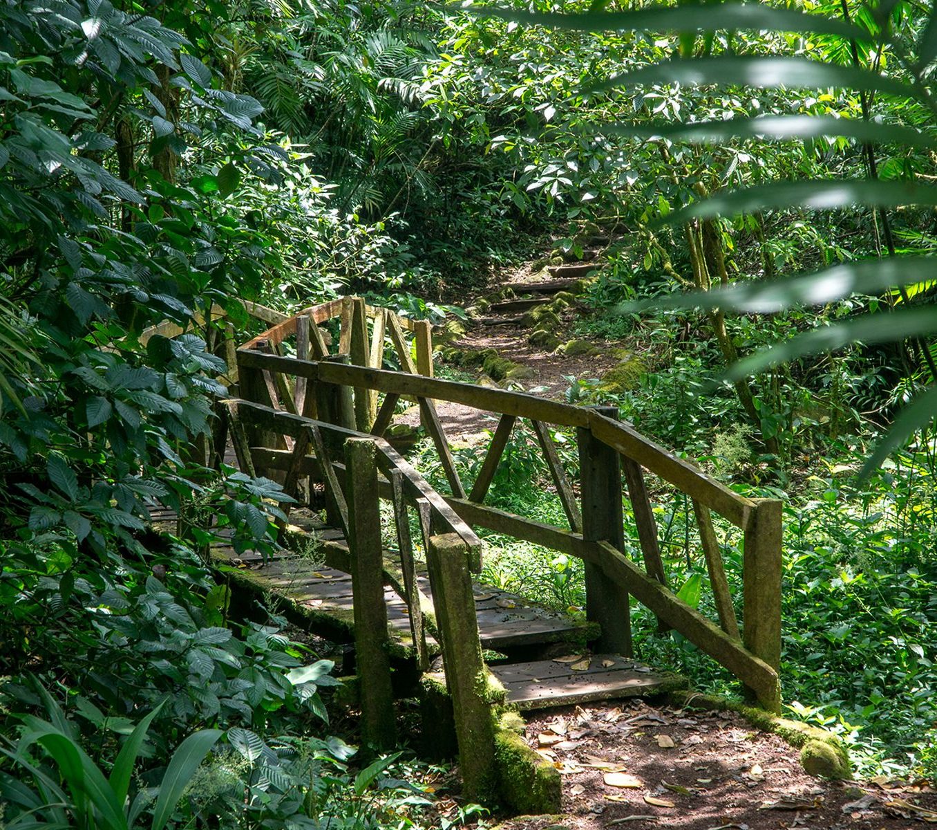Rondreis Nicaragua, Mombacho vulkaan, excursie Hike de Puma trail, pad
