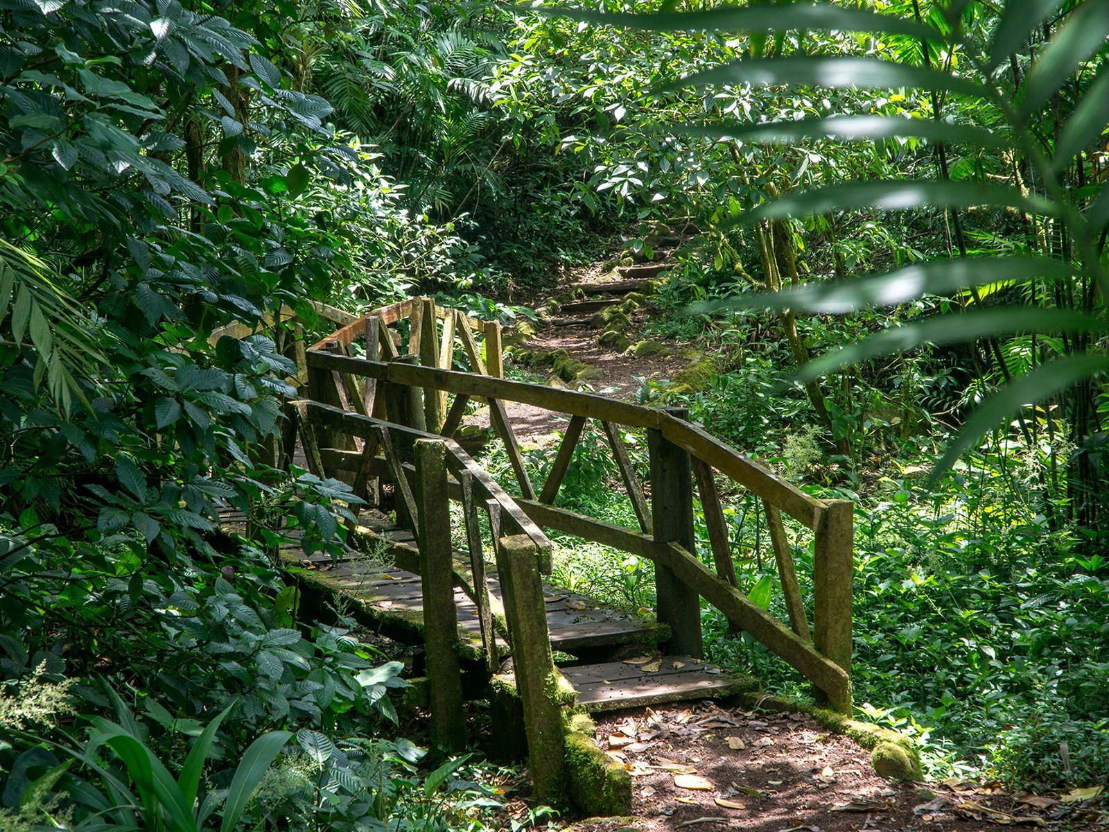 Rondreis Nicaragua, Mombacho vulkaan, excursie Hike de Puma trail, pad