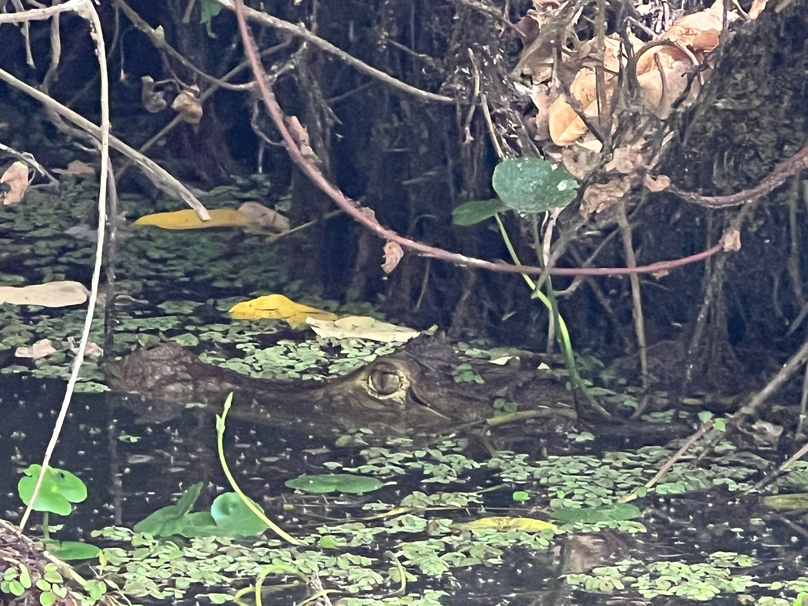 Rondreis Nicaragua, Ometepe Island, excursie Kajakken op de Istian Rivier, krokodil