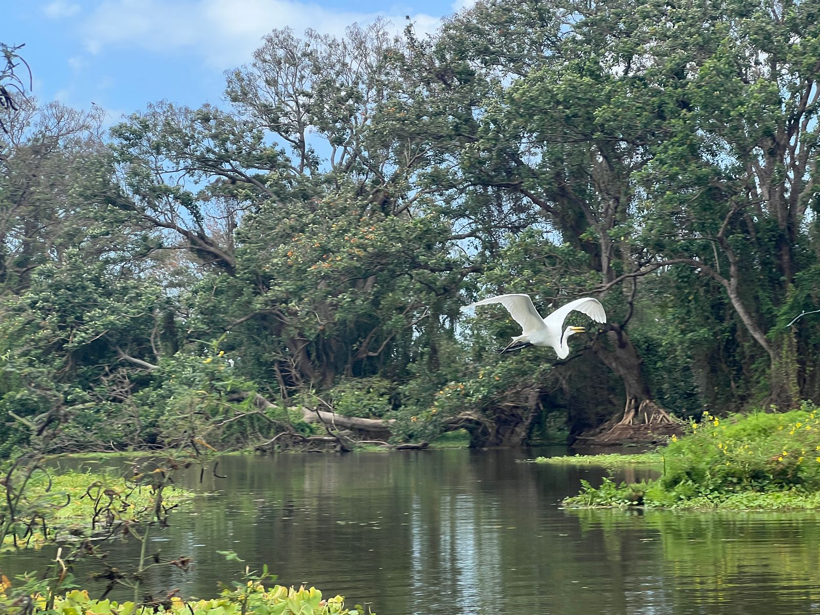 Rondreis Nicaragua, Ometepe Island, excursie Kajakken op de Istian Rivier, vliegende vogel