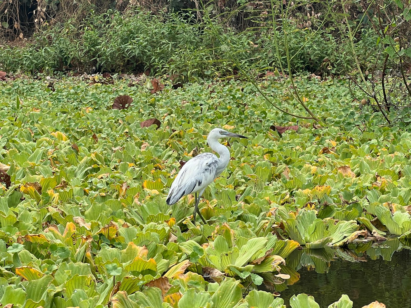 Rondreis Nicaragua, Ometepe Island, excursie Kajakken op de Istian Rivier, vogel in groen