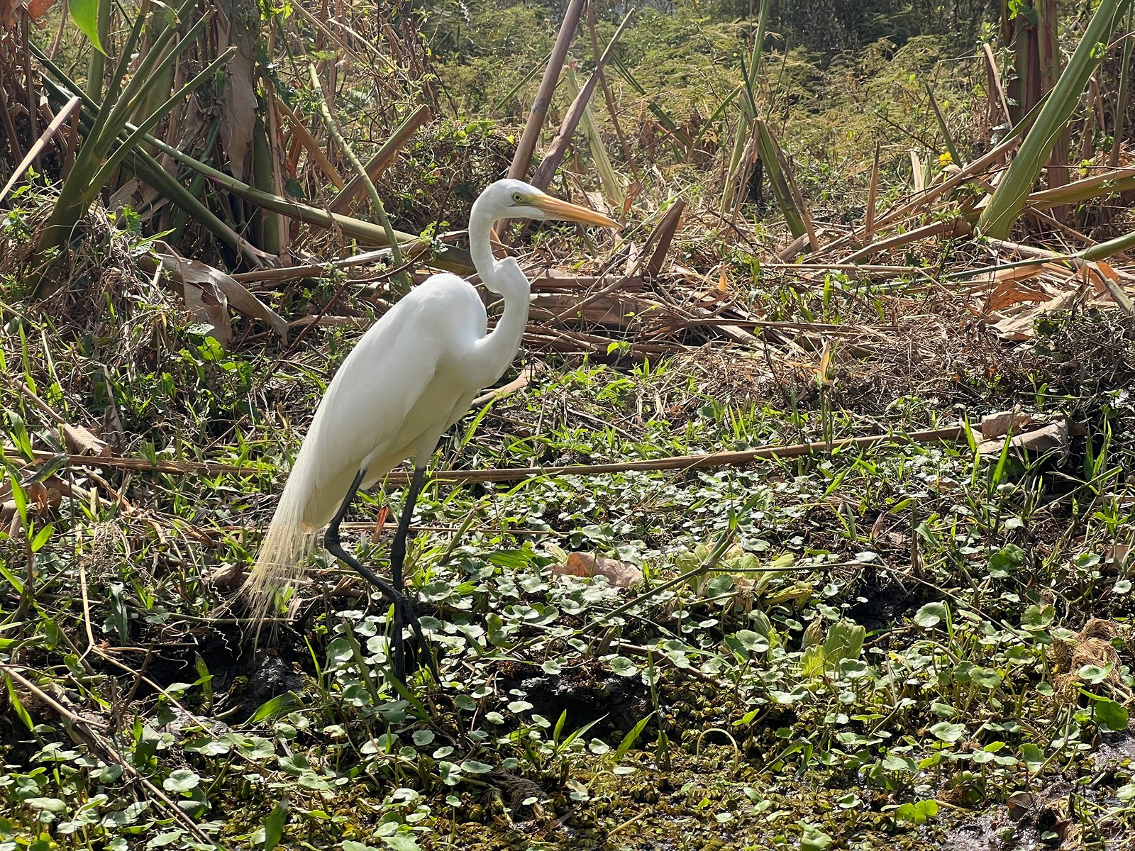 Rondreis Nicaragua, Ometepe Island, excursie Kajakken op de Istian Rivier, zilverreiger