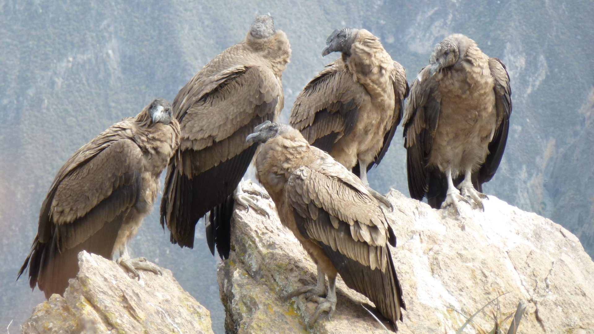 Rondreis Peru, Colca canyon, krater met roofvogels
