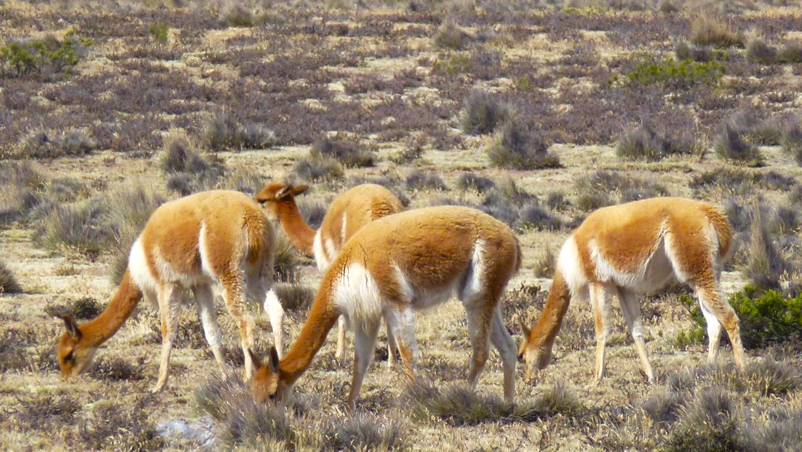 rondreis peru colca canyon hoogtepunt 10
