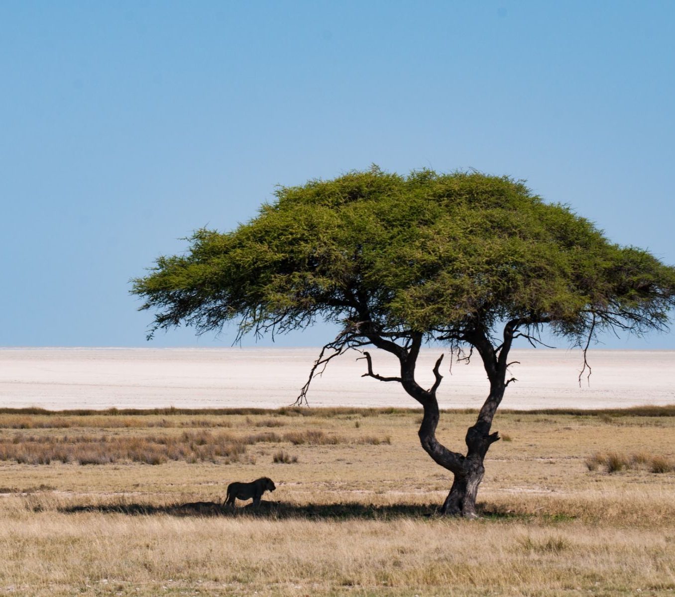 Rondreis Namibië, Etosha, Leeuw in de schaduw onder een boom