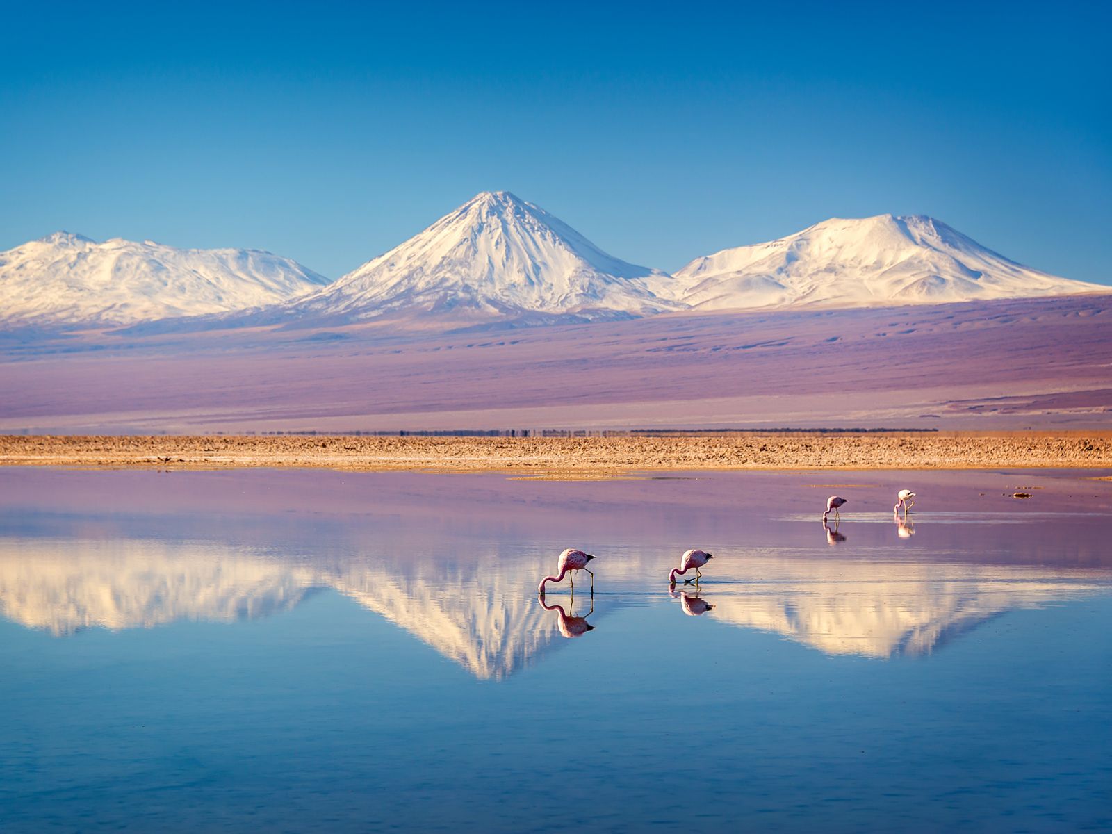 Rondreis Chili, Atacamawoestijn, flamingo in gekleurde bergen